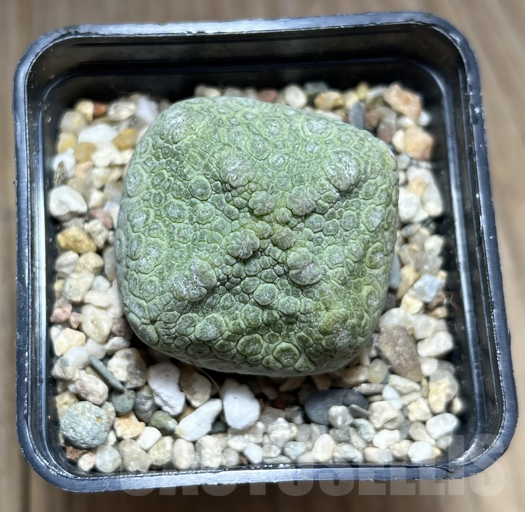 SHPR28382 Pseudolithos cubiformis - Image 2