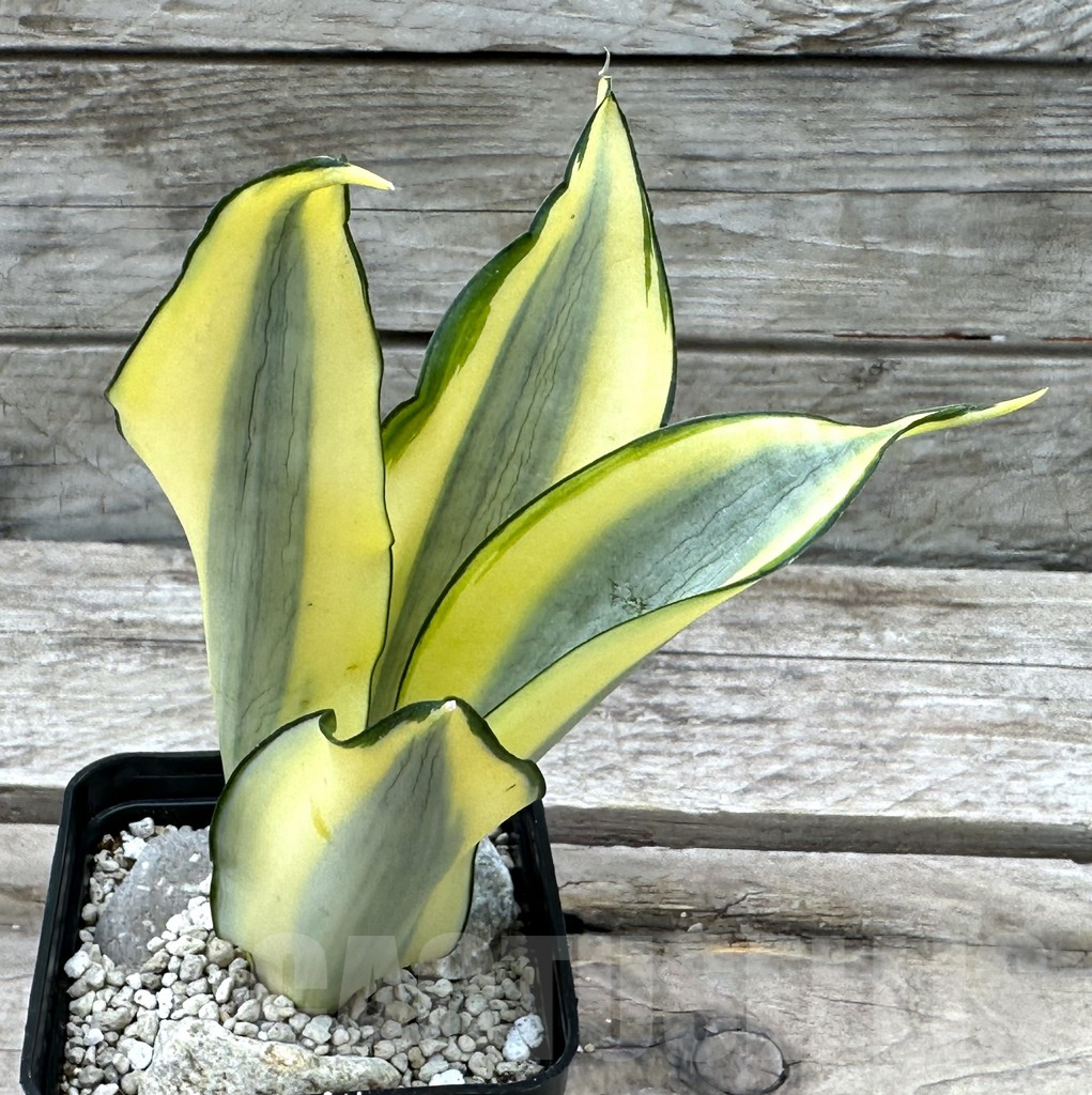SHPR29011 Sansevieria 'Splash'