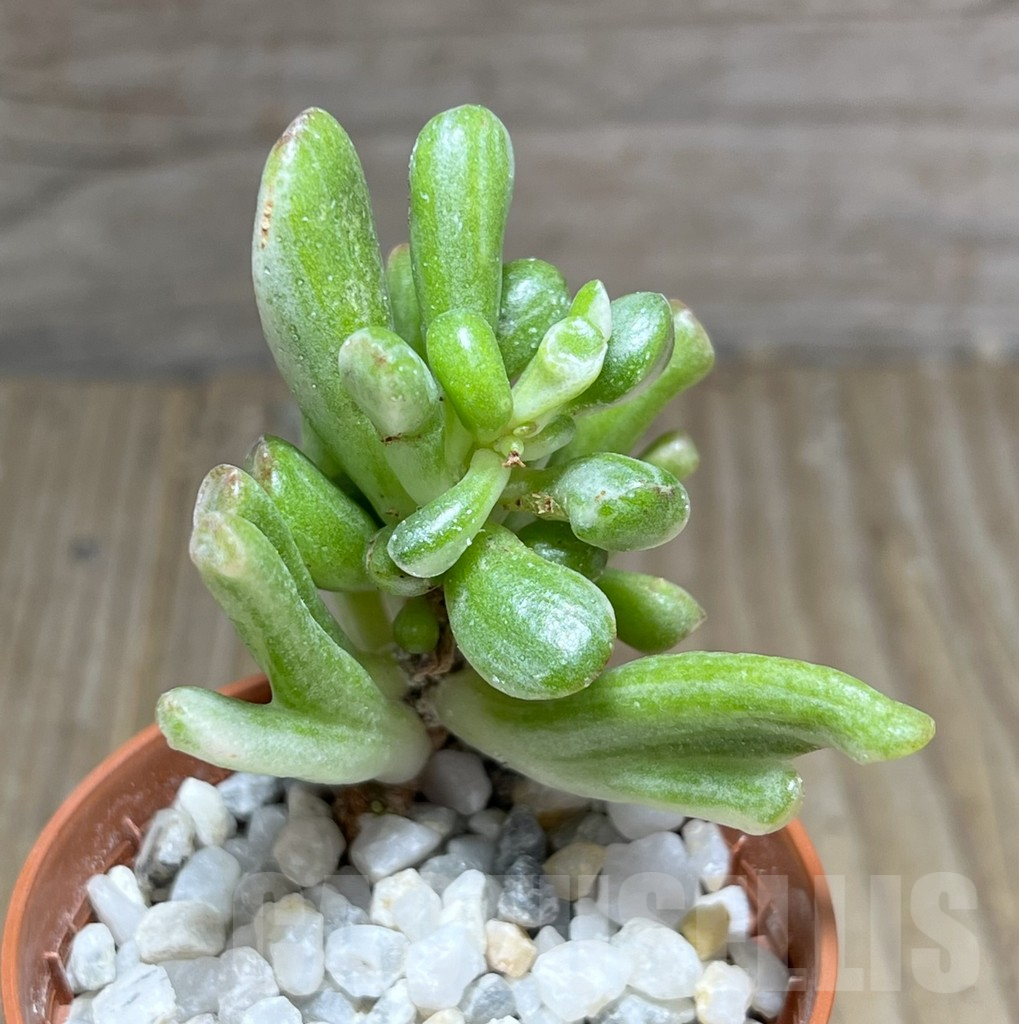 SHPR28384 Crassula Hobbit f. variegata