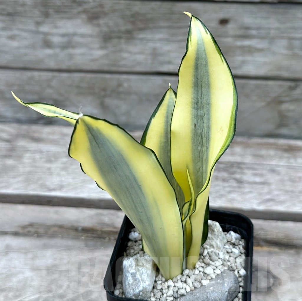 SHPR29011 Sansevieria 'Splash' – Bild 2