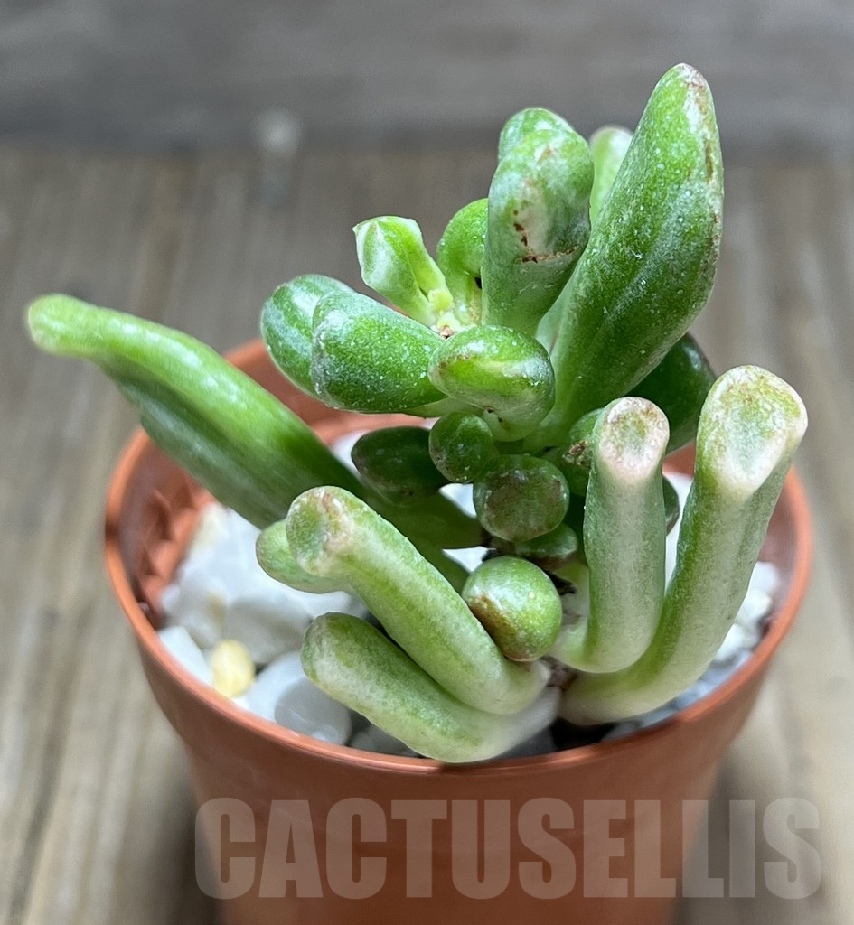 SHPR28384 Crassula Hobbit f. variegata - Image 2