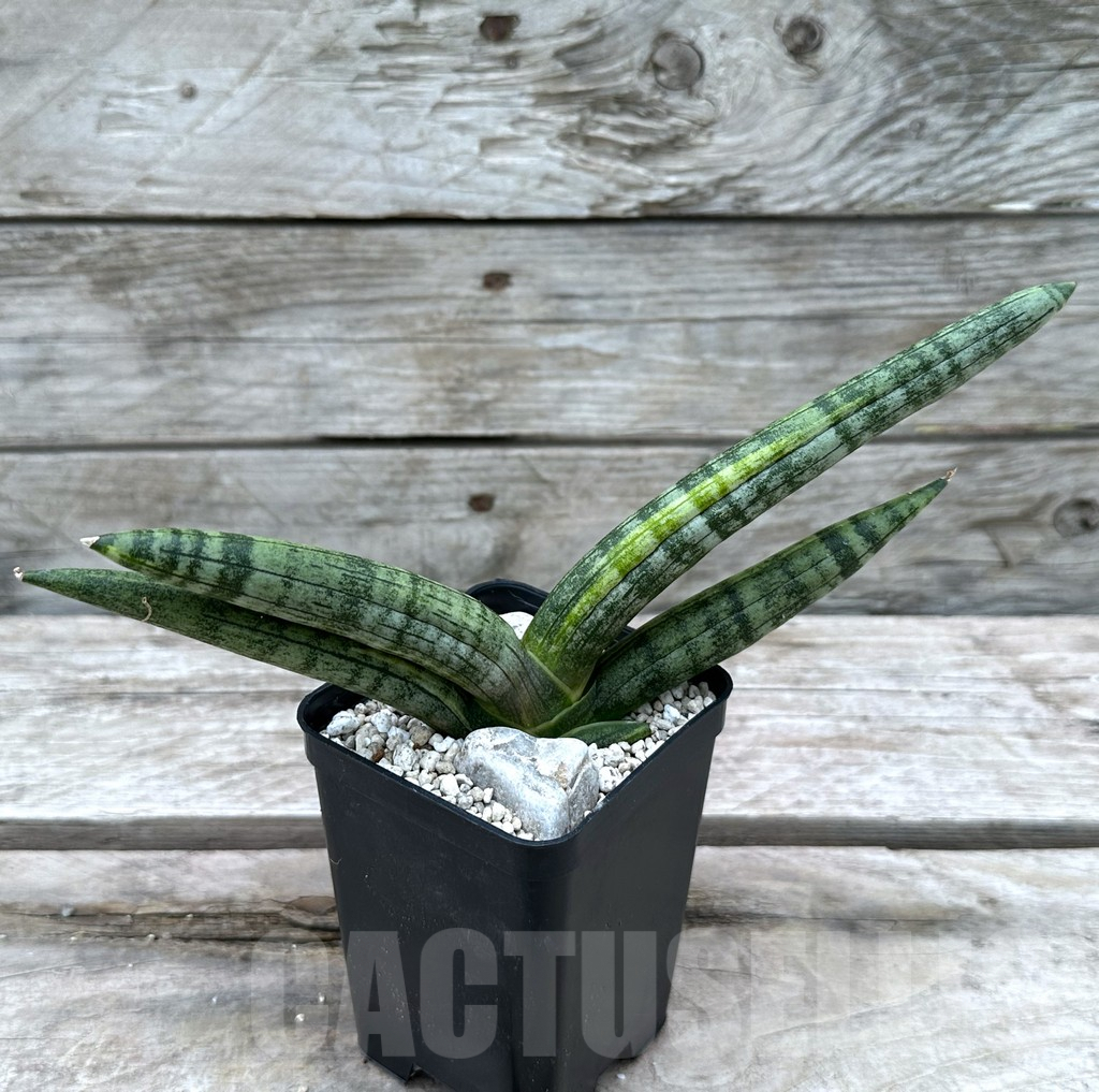 SHPR29012 Sansevieria ‘Boncel’ - Image 2