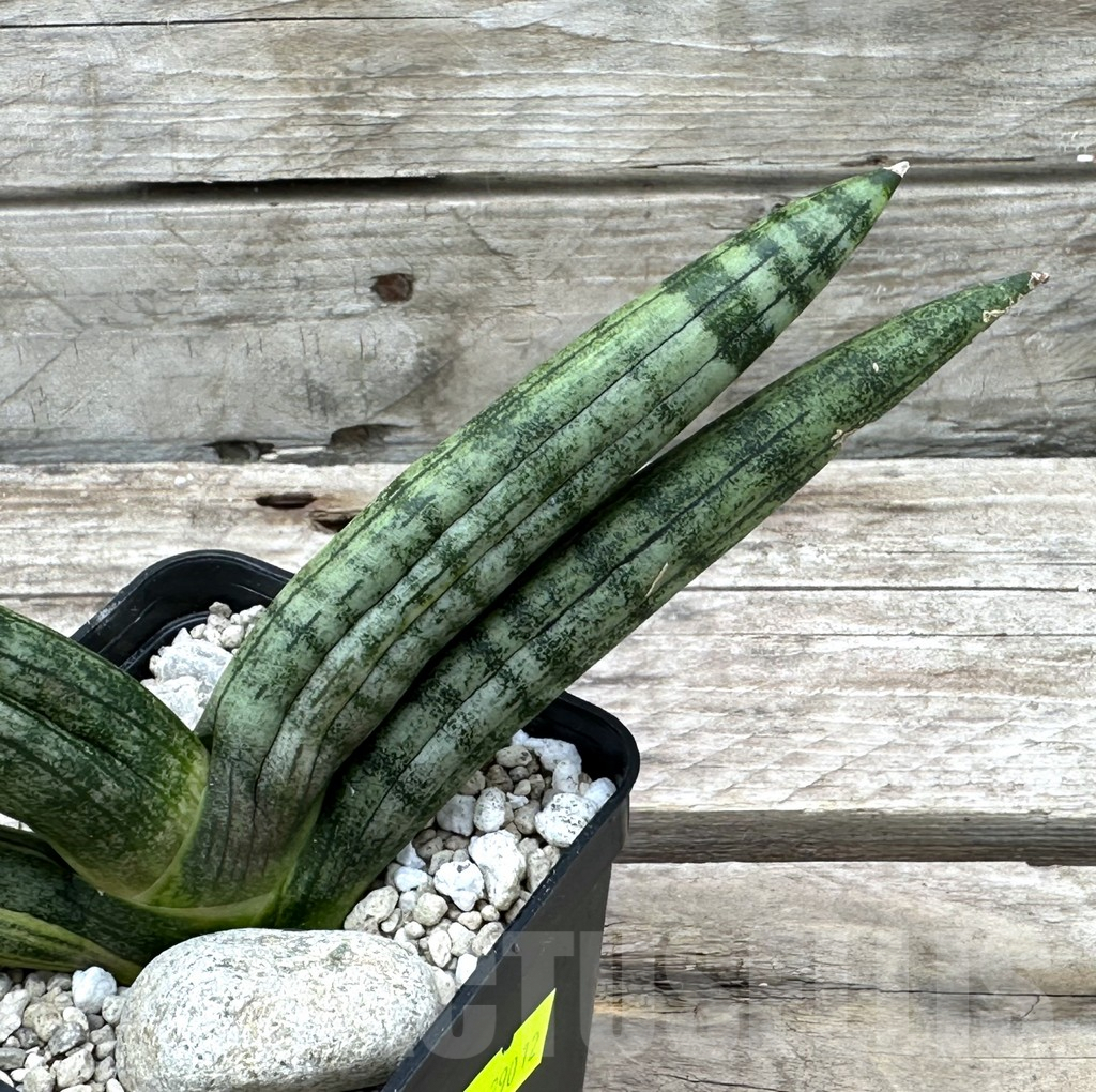 SHPR29012 Sansevieria ‘Boncel’