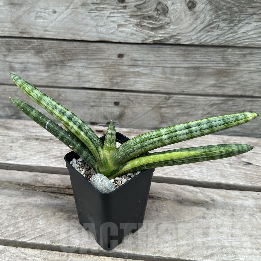SHPR29013 Sansevieria ‘Boncel’ - Image 2