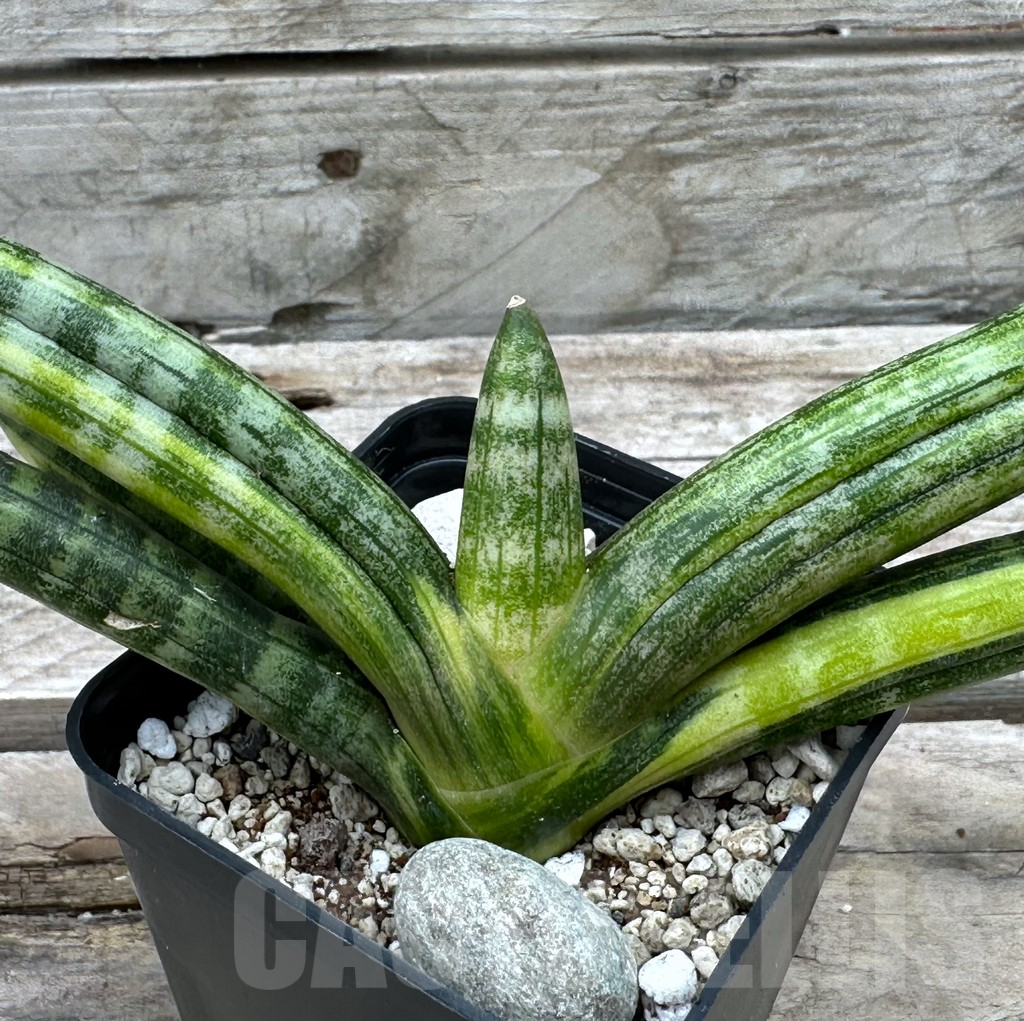 SHPR29013 Sansevieria ‘Boncel’