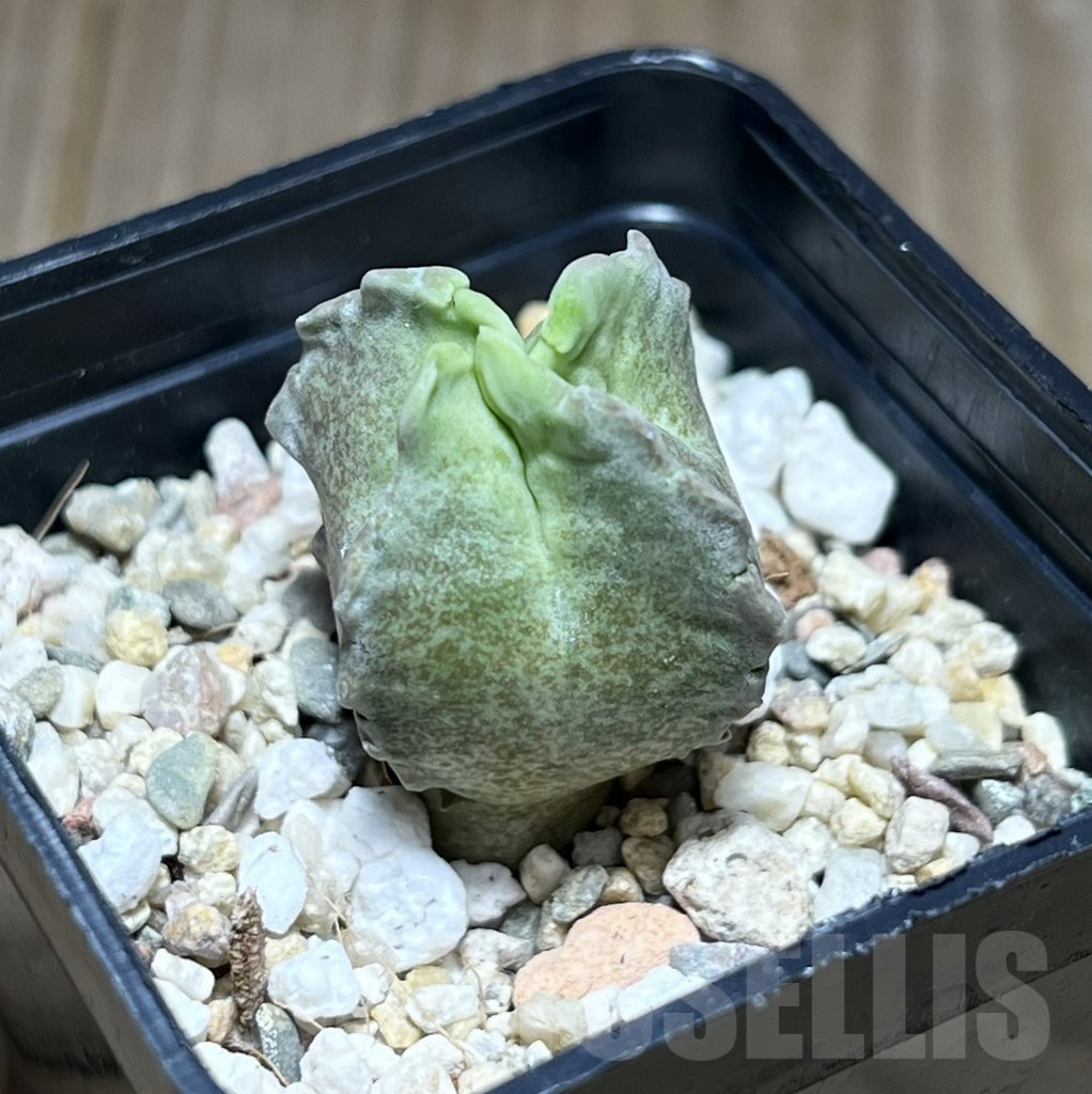 SHPR28386 Whitesloanea crassa