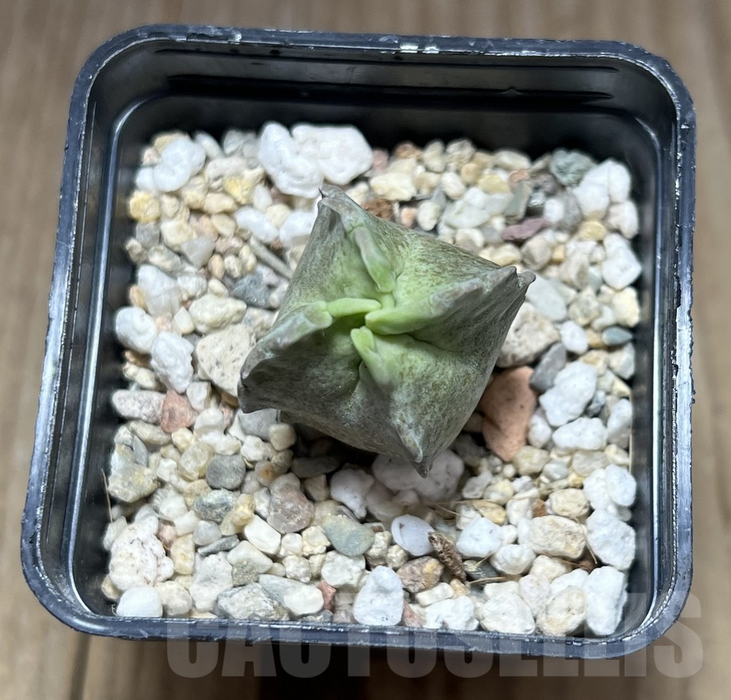 SHPR28386 Whitesloanea crassa - Image 2