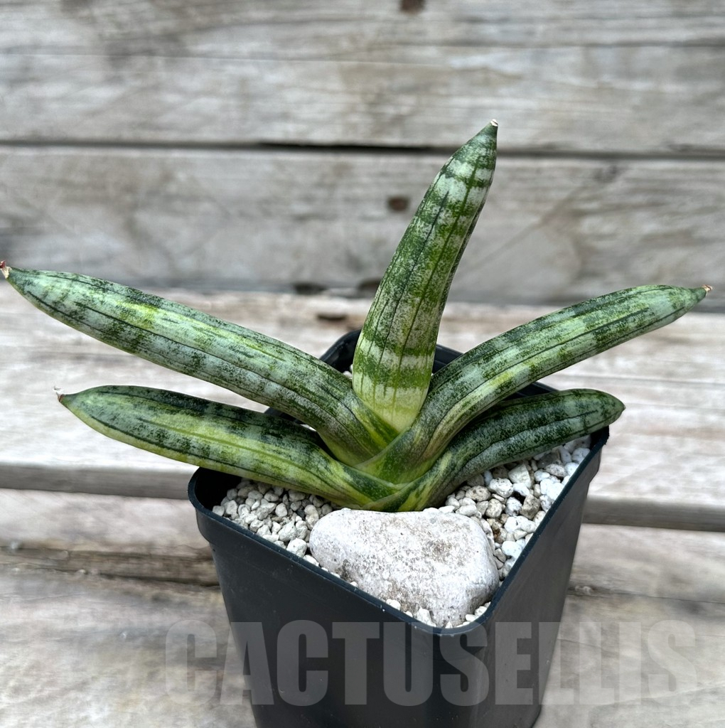 SHPR29014 Sansevieria ‘Boncel’
