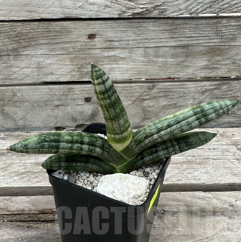 SHPR29014 Sansevieria ‘Boncel’ - Image 2