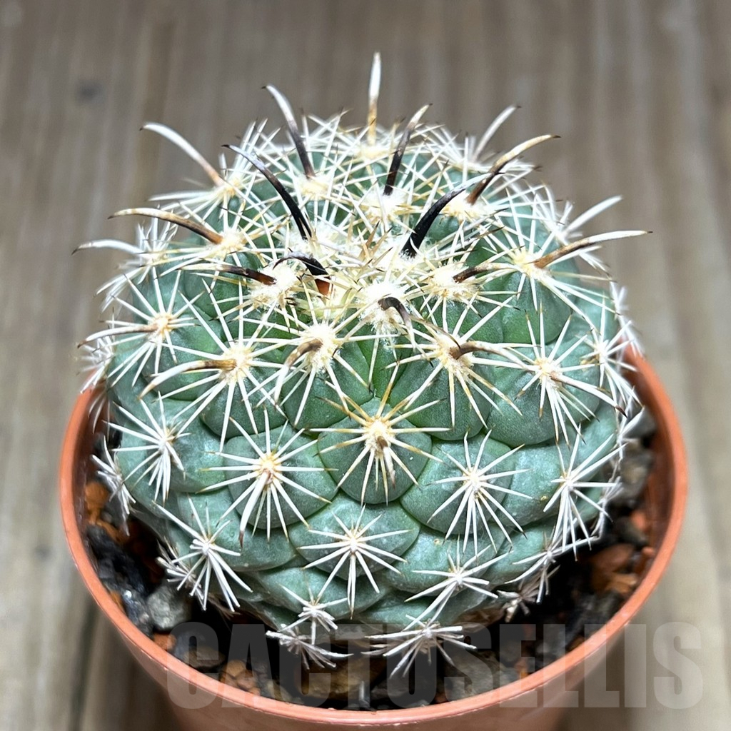 SHPR28387 Coryphantha kracikii