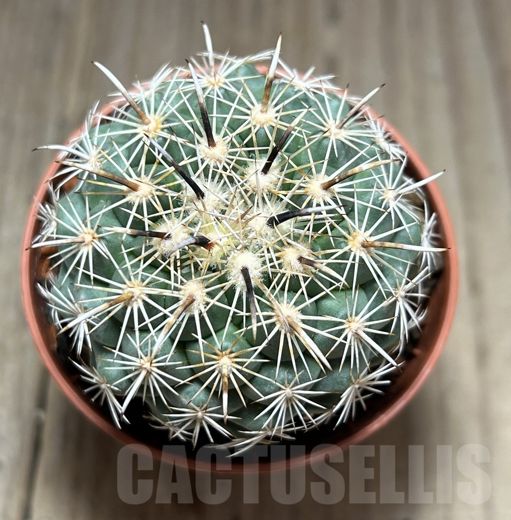SHPR28387 Coryphantha kracikii - immagine 2