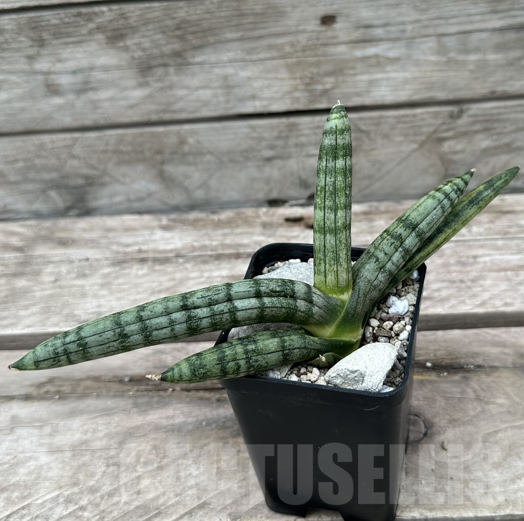 SHPR29016 Sansevieria ‘Boncel’ - Image 2