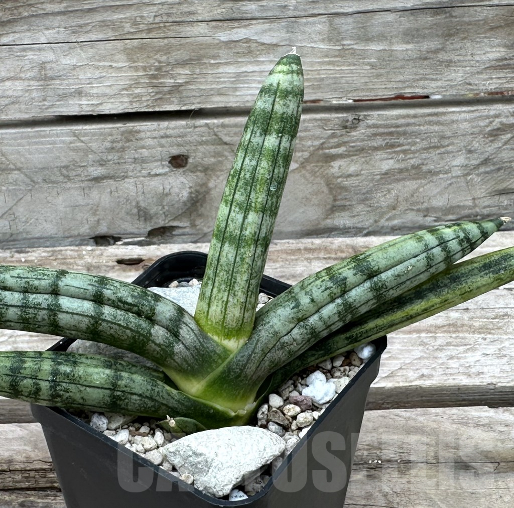 SHPR29016 Sansevieria ‘Boncel’