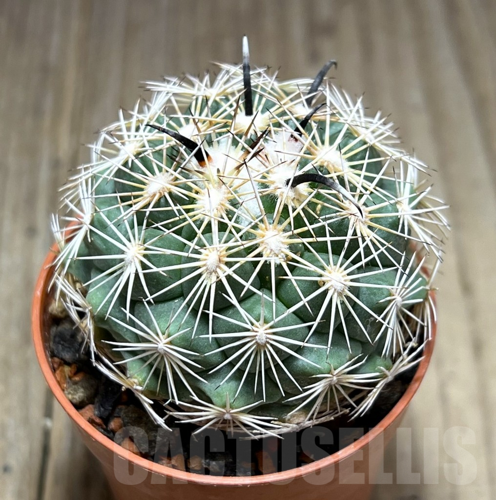 SHPR28388 Coryphantha kracikii