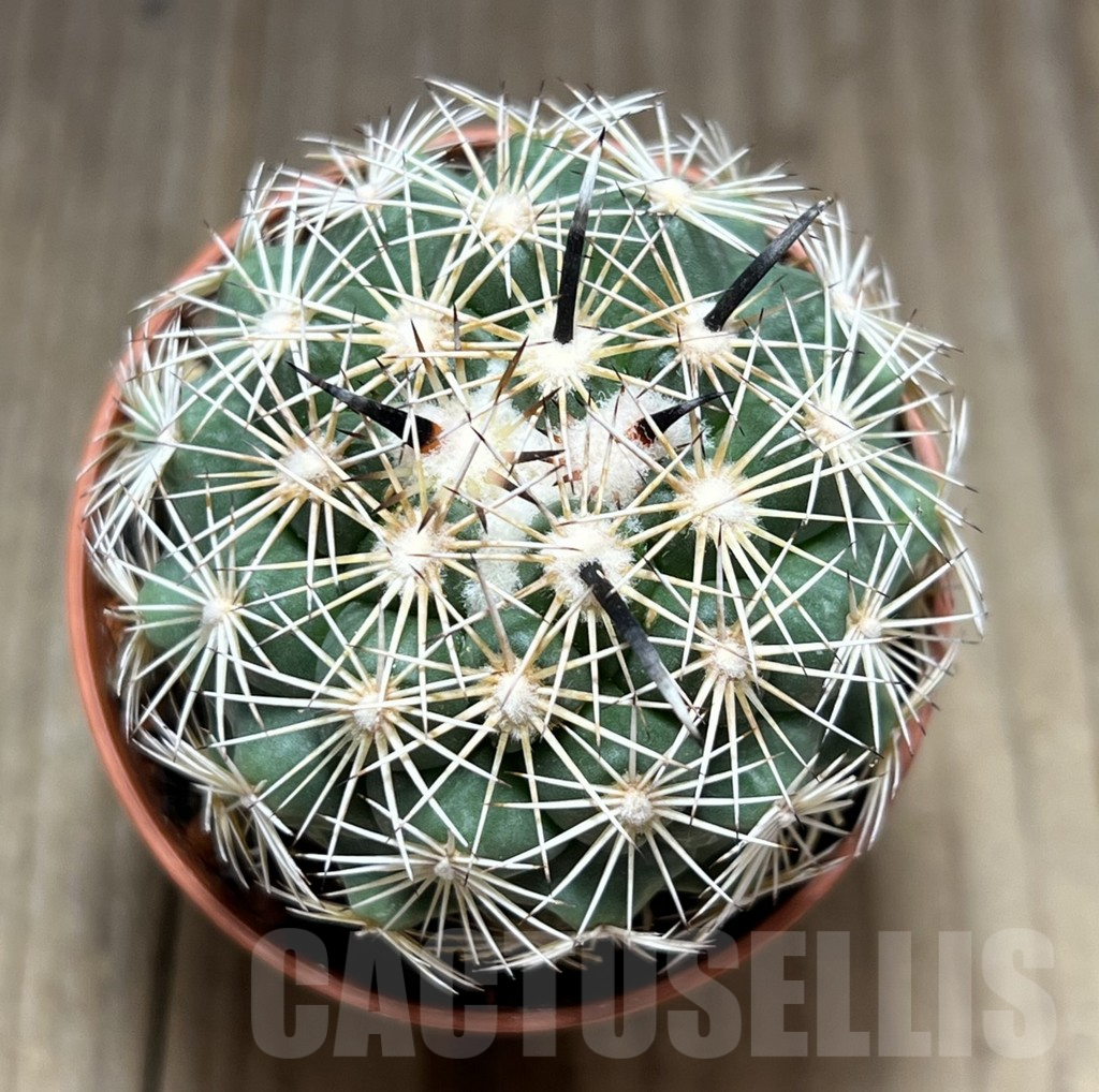 SHPR28388 Coryphantha kracikii - immagine 2