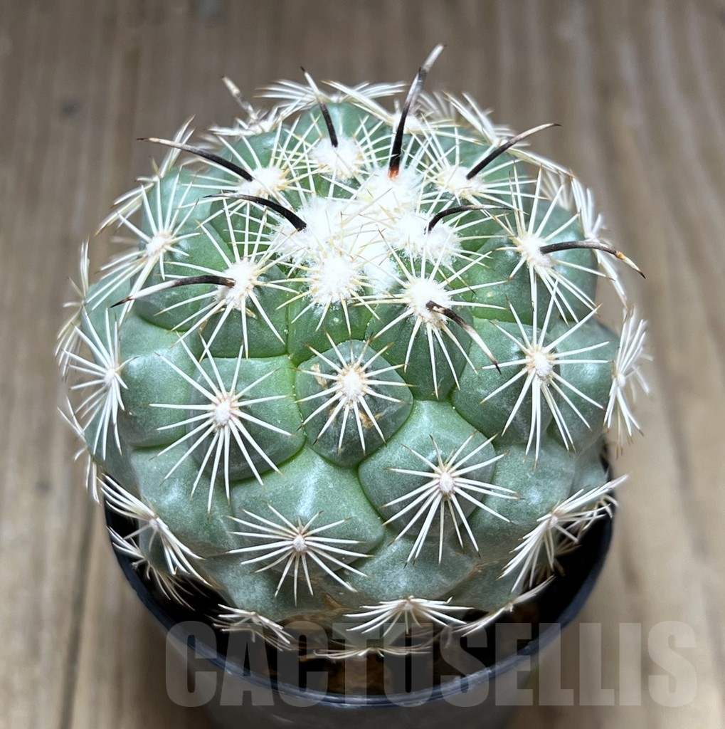 SHPR28389 Coryphantha kracikii