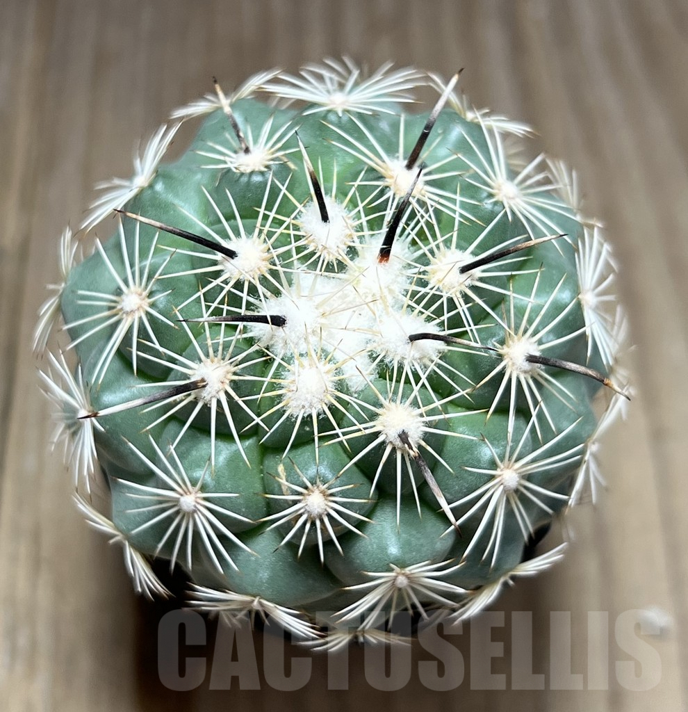 SHPR28389 Coryphantha kracikii - immagine 2