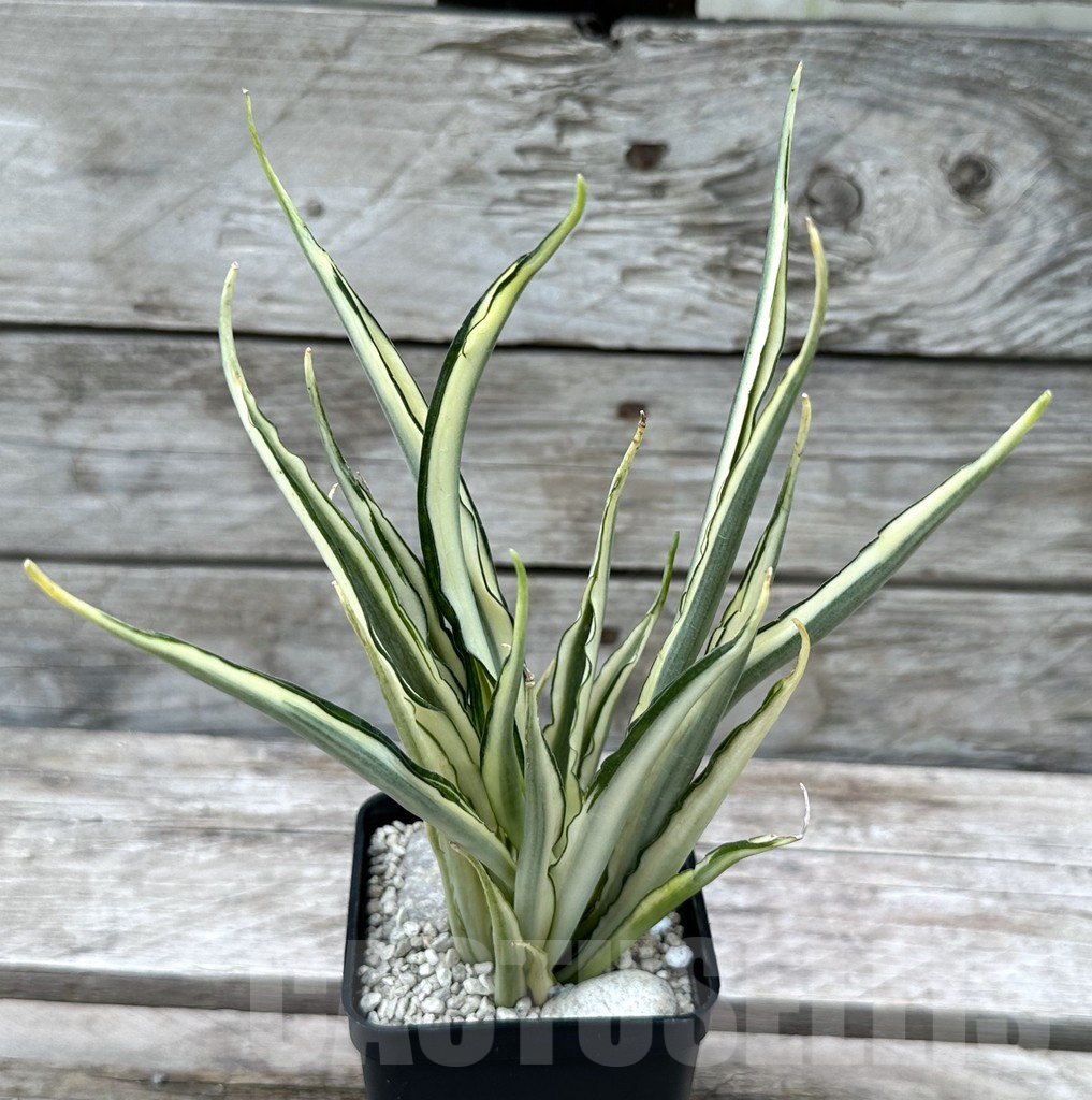 SHPR29018 Sansevieria ‘Parva Lancet’ - Image 2