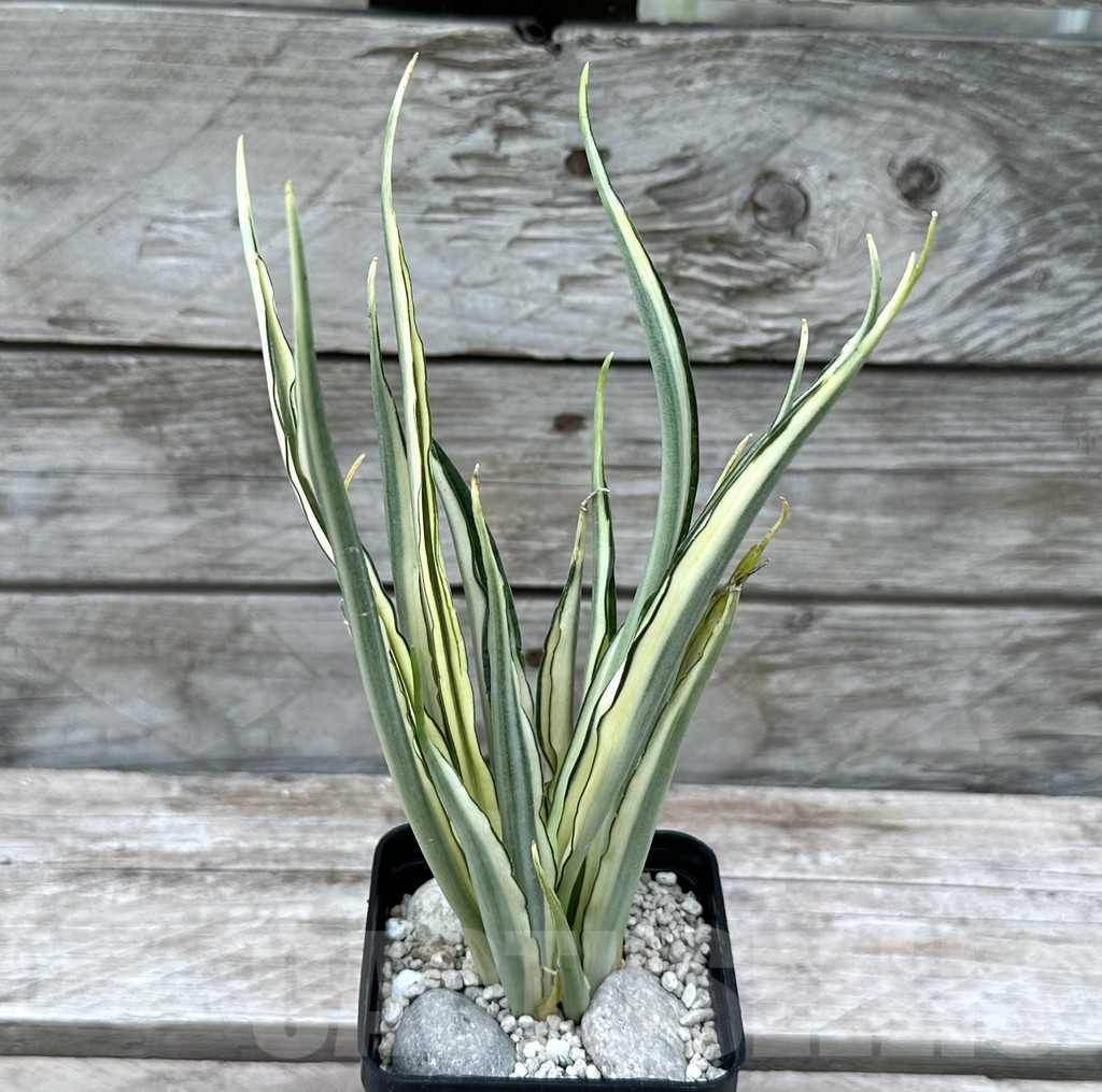 SHPR29018 Sansevieria ‘Parva Lancet’