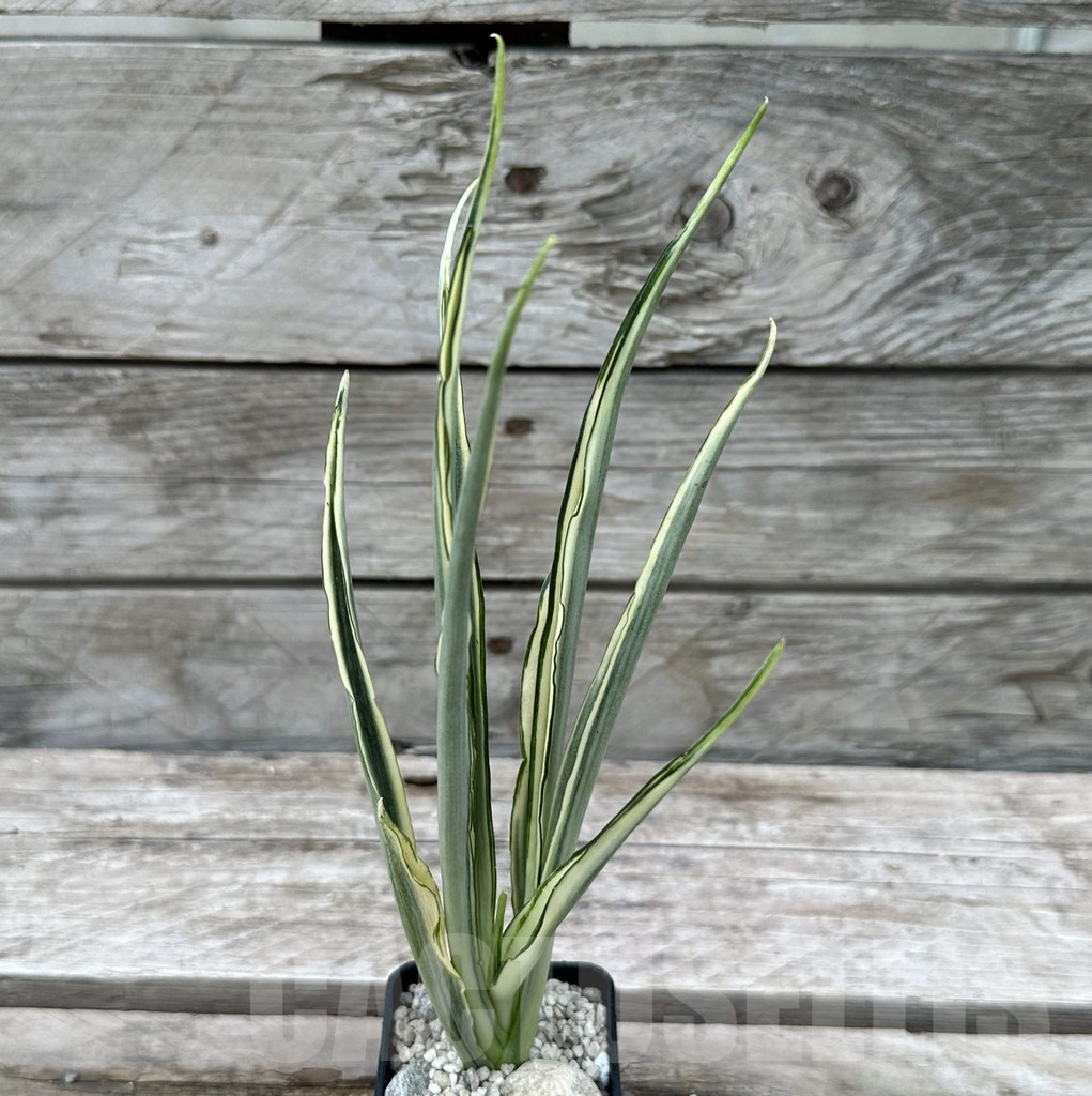 SHPR29019 Sansevieria ‘Parva Lancet’ - Image 2