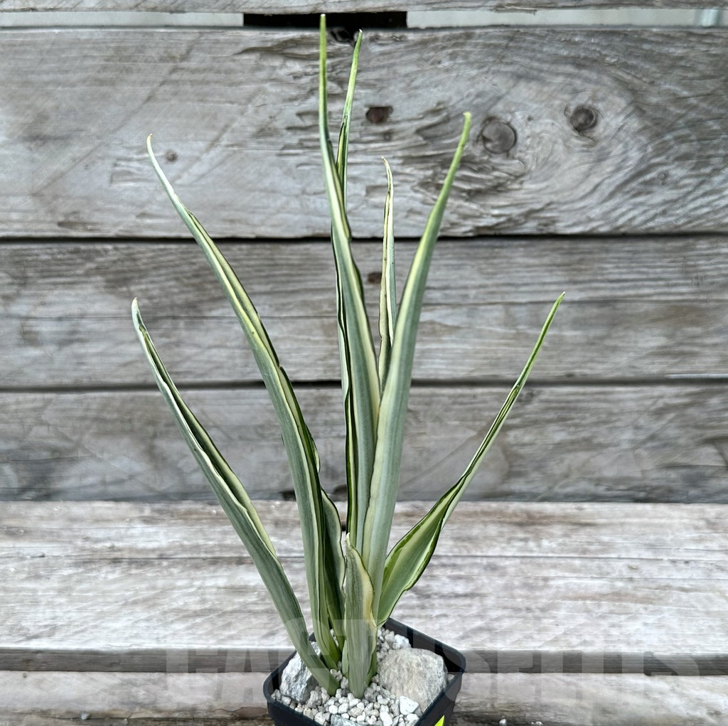 SHPR29019 Sansevieria ‘Parva Lancet’