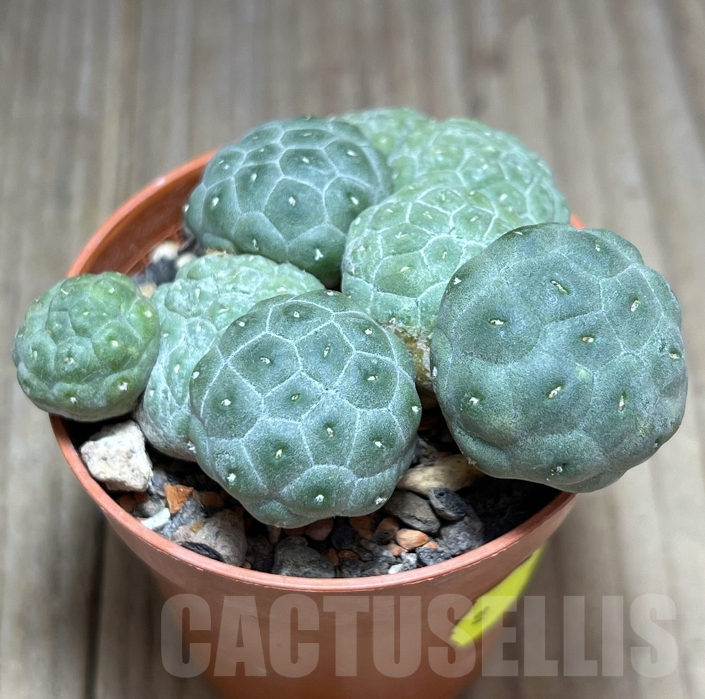 SHPR28391 Puna bonnieae ‘inermis’