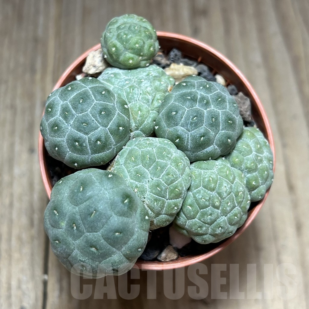 SHPR28391 Puna bonnieae ‘inermis’ – Bild 2