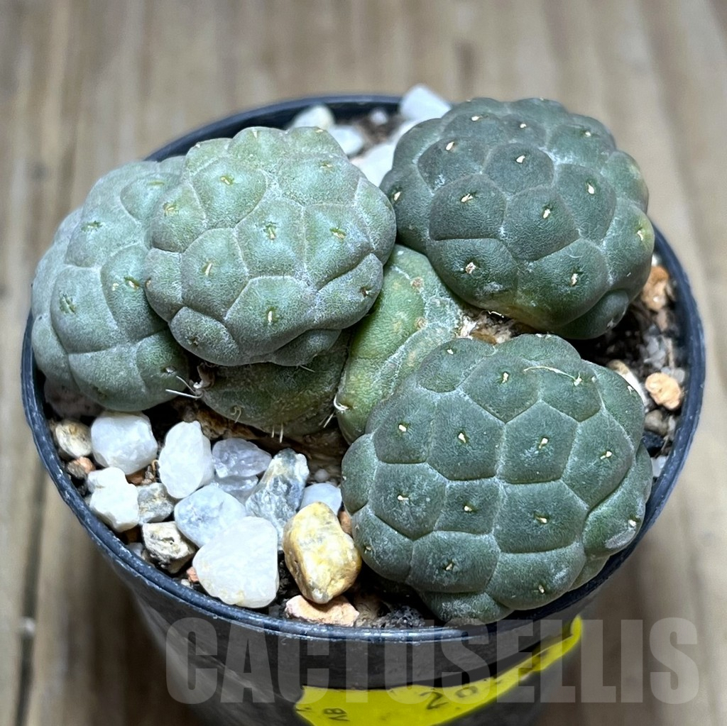 SHPR28392 Puna bonnieae ‘inermis’