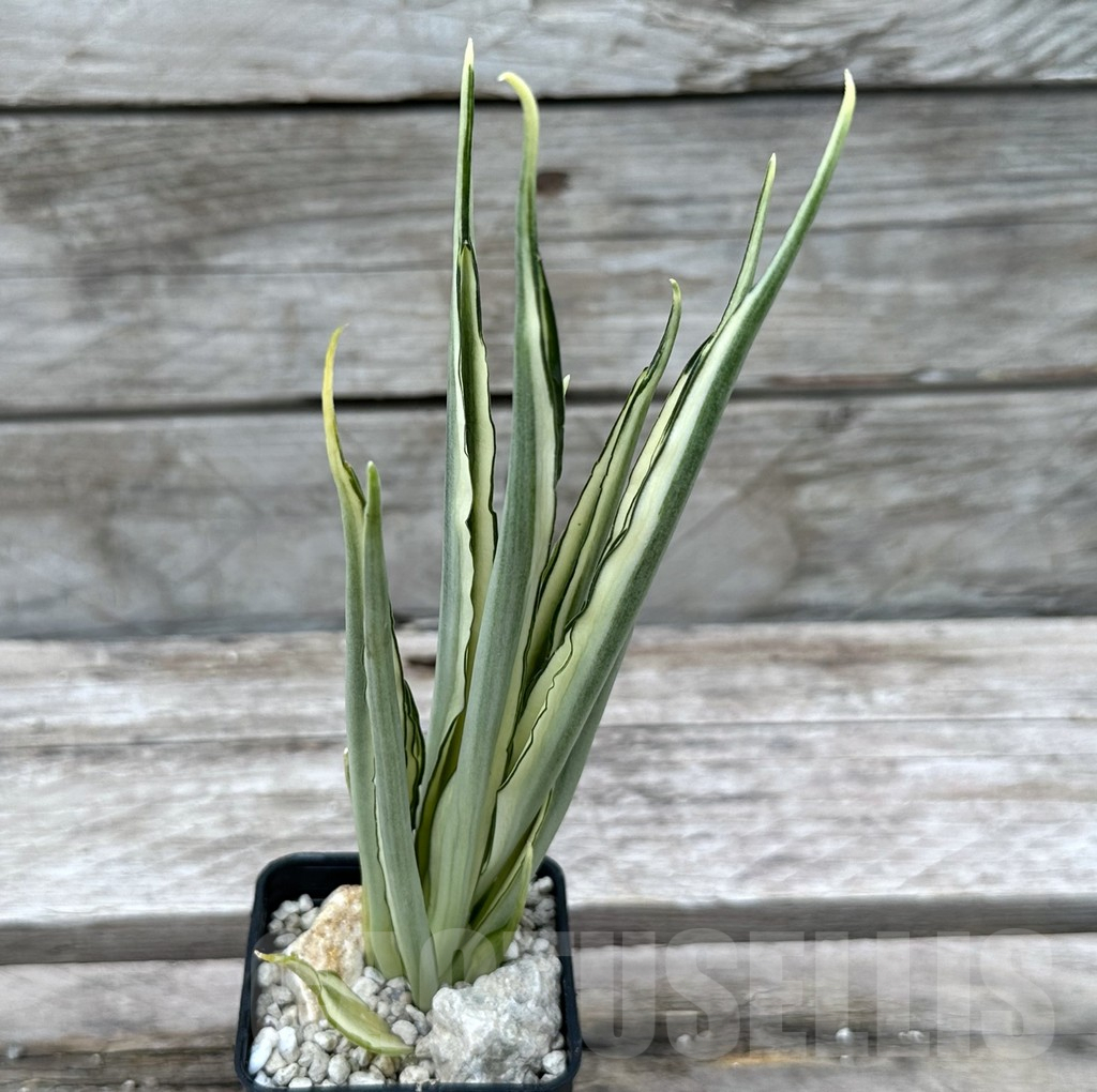 SHPR29021 Sansevieria ‘Parva Lancet’ - Image 2