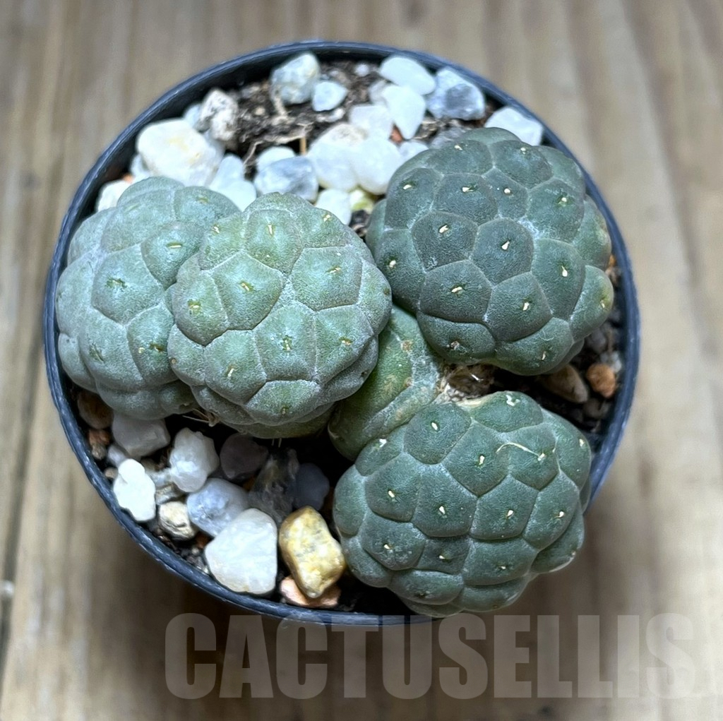 SHPR28392 Puna bonnieae ‘inermis’ - Image 2