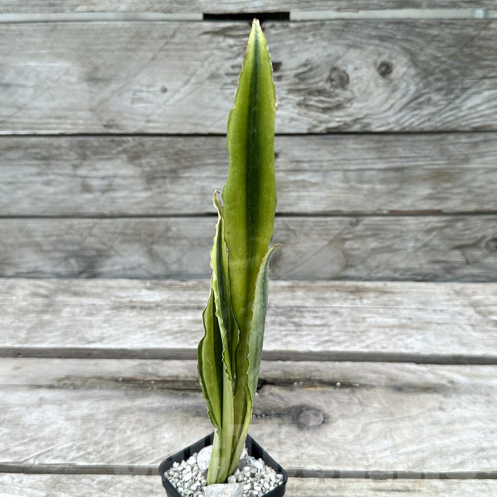 SHPR29022 Sansevieria ‘Tiger Yellow’ - Image 2