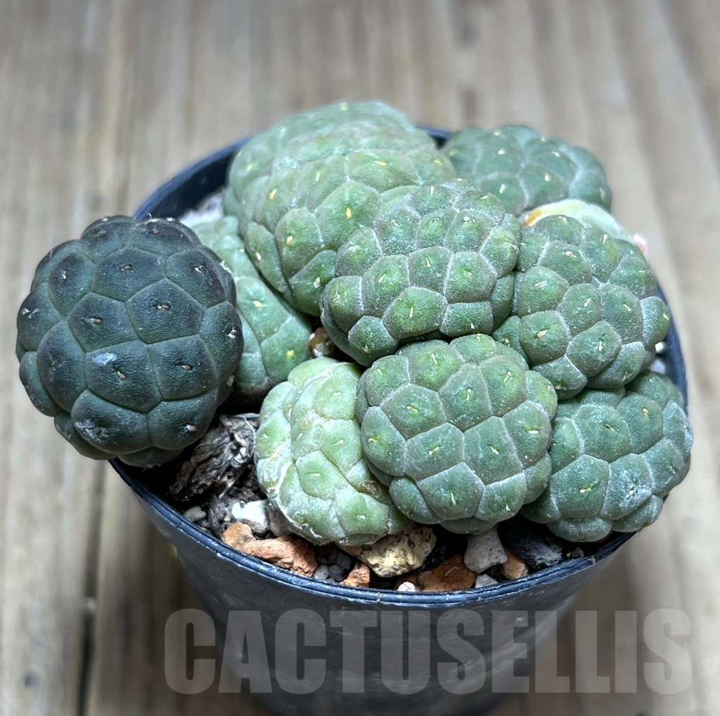 SHPR28393 Puna bonnieae ‘inermis’