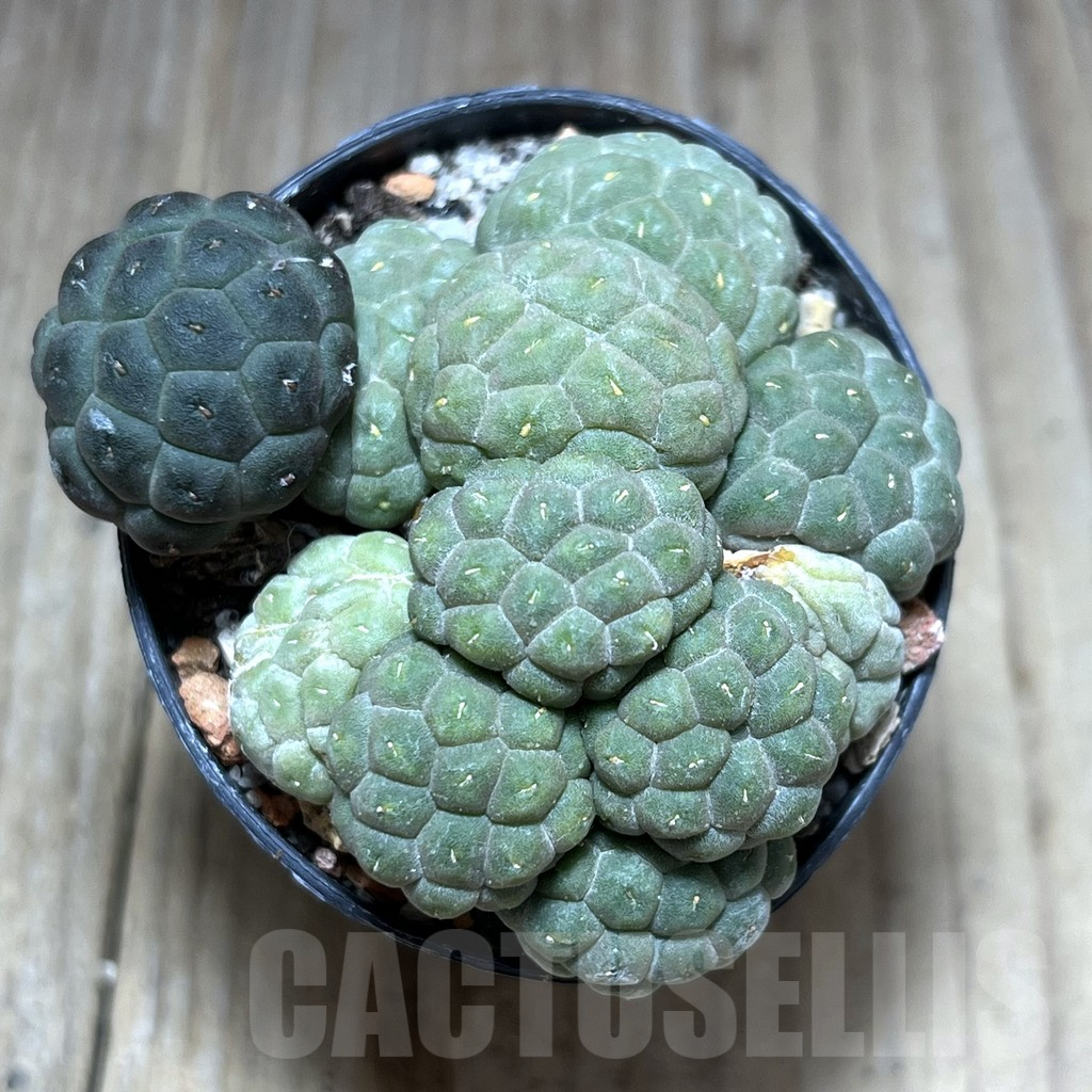 SHPR28393 Puna bonnieae ‘inermis’ - Image 2