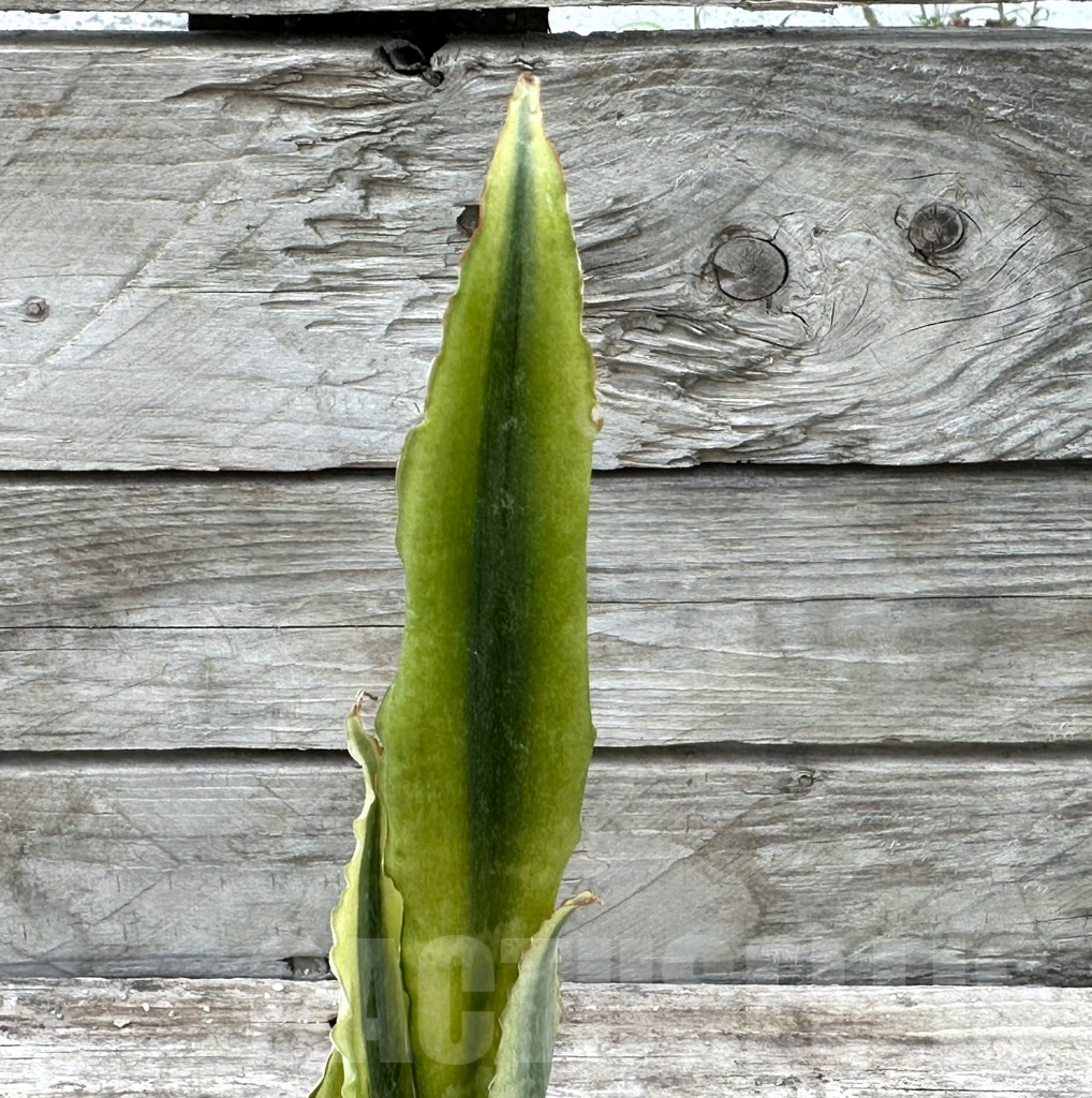 SHPR29022 Sansevieria ‘Tiger Yellow’