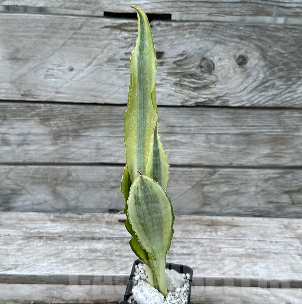 SHPR29022 Sansevieria ‘Tiger Yellow’ - Image 3