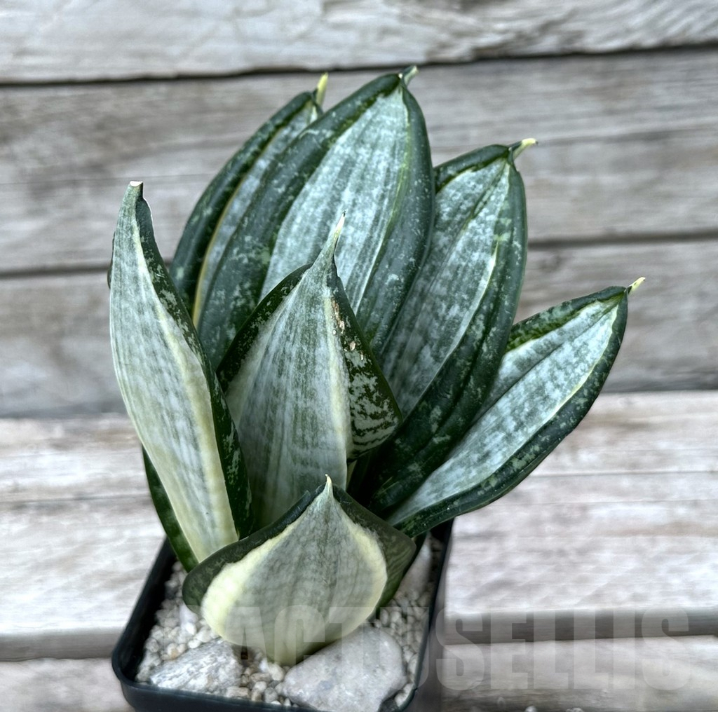 SHPR29024 Sansevieria ‘Hahnii zebra’ - Image 2