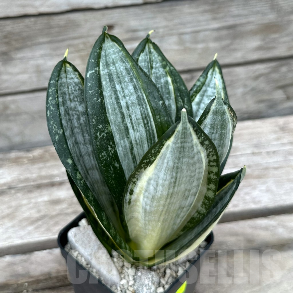 SHPR29024 Sansevieria ‘Hahnii zebra’
