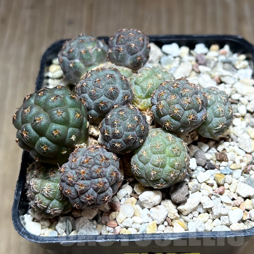 SHPR28395 Puna bonnieae