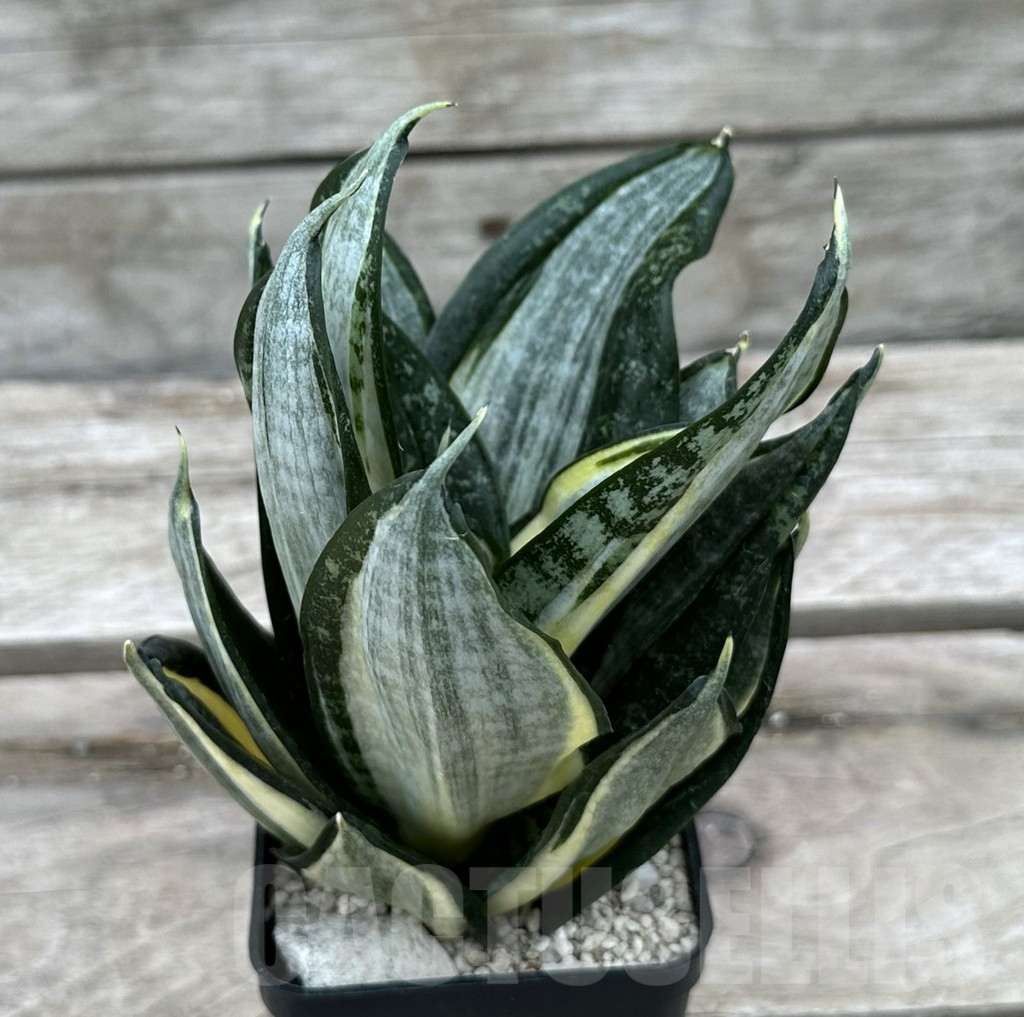 SHPR29025 Sansevieria 'Hahnii zebra' – Cactus-online