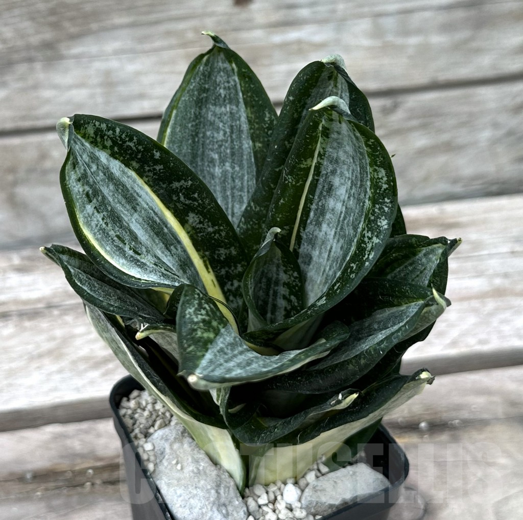 SHPR29025 Sansevieria ‘Hahnii zebra’