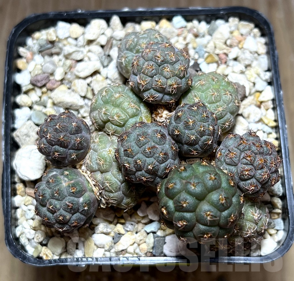 SHPR28395 Puna bonnieae - Image 2