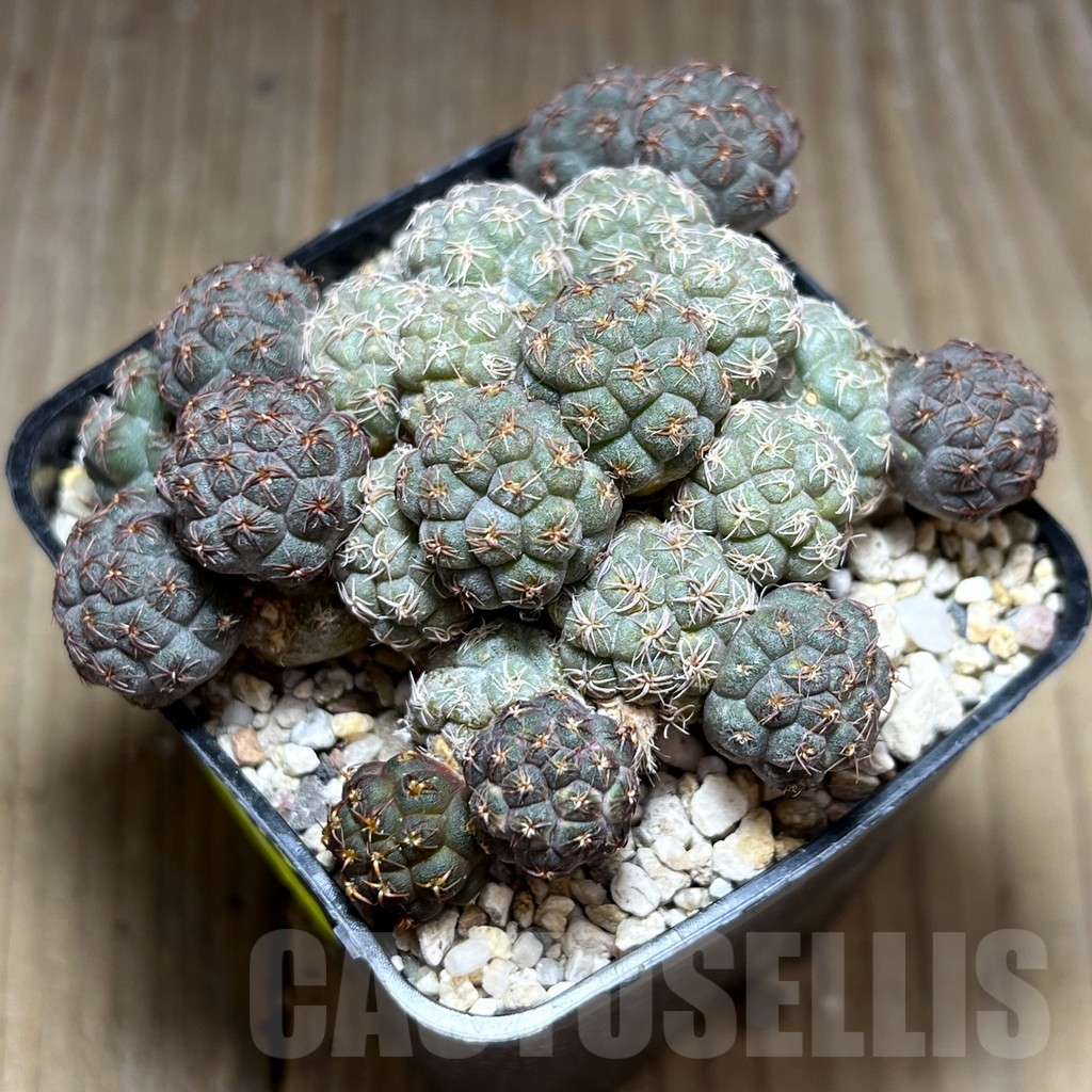 SHPR28396 Puna bonnieae