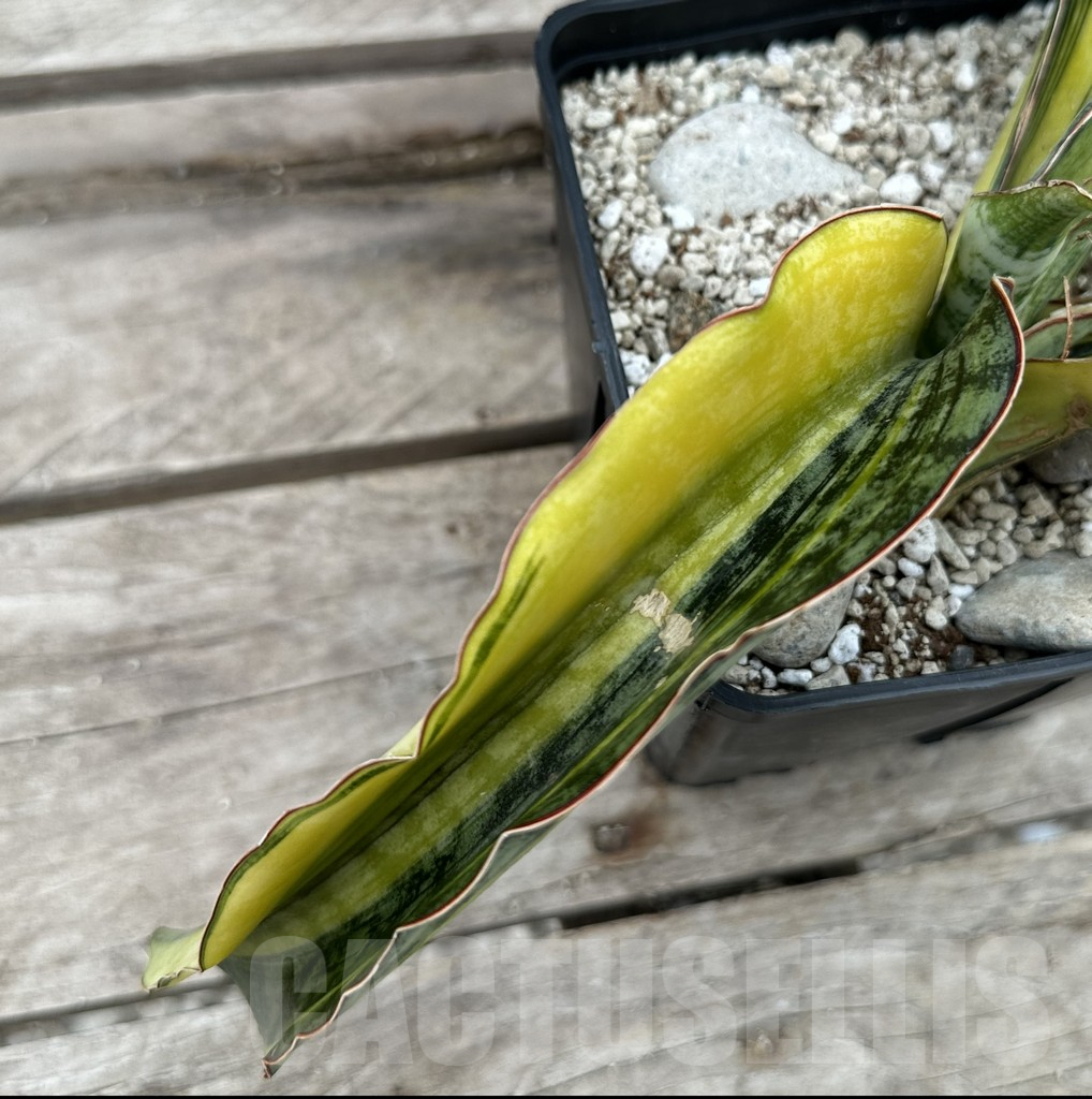 SHPR29027 Sansevieria ‘Phupamon’ f. variegata - immagine 3