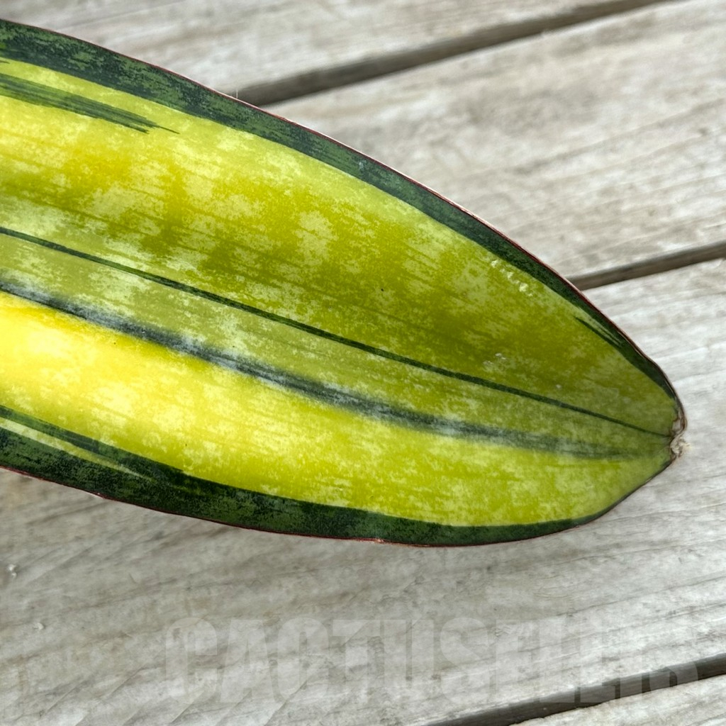 SHPR29027 Sansevieria ‘Phupamon’ f. variegata