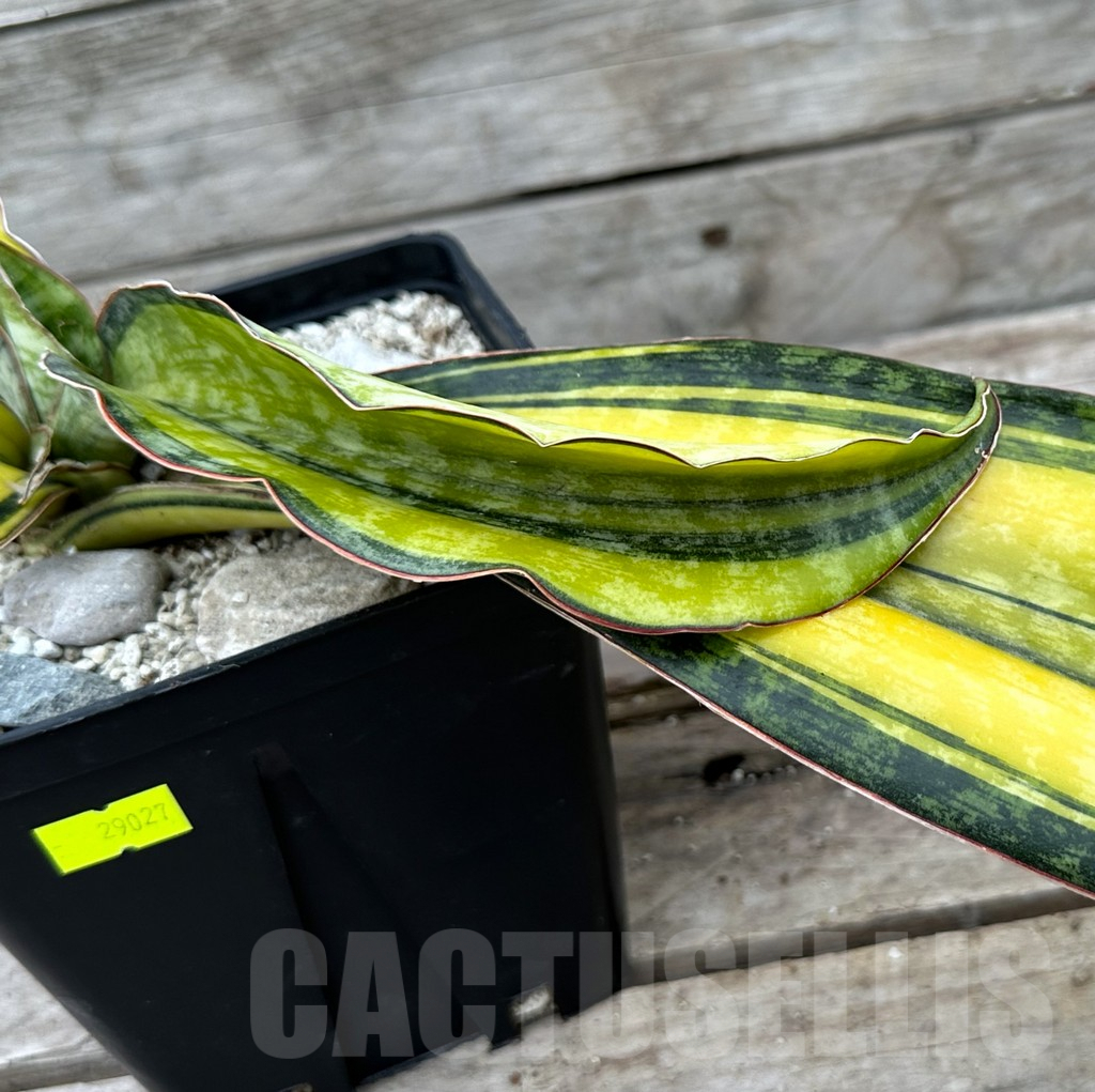 SHPR29027 Sansevieria ‘Phupamon’ f. variegata - immagine 5