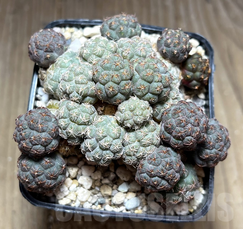 SHPR28396 Puna bonnieae - Image 2