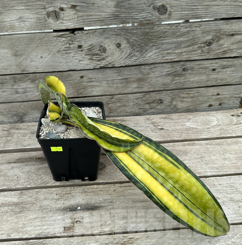SHPR29027 Sansevieria ‘Phupamon’ f. variegata - immagine 2