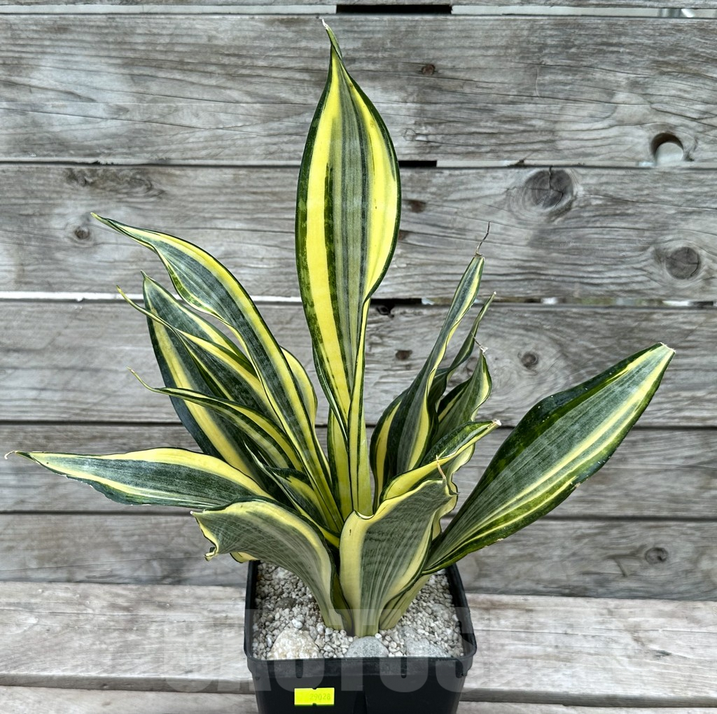 SHPR29028 Sansevieria ‘Gold Banner’ - Image 2