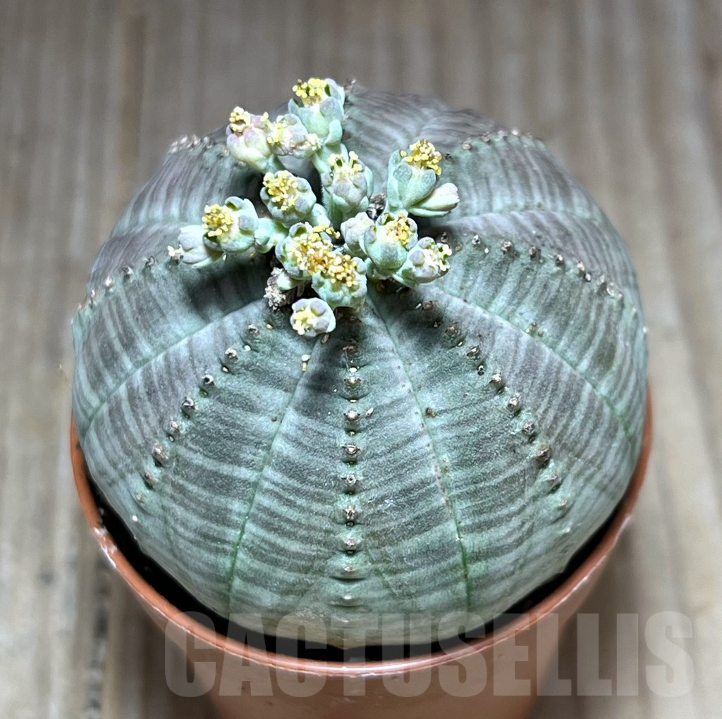 SET102 Euphorbia obesa ♀ ♂, 2 plants