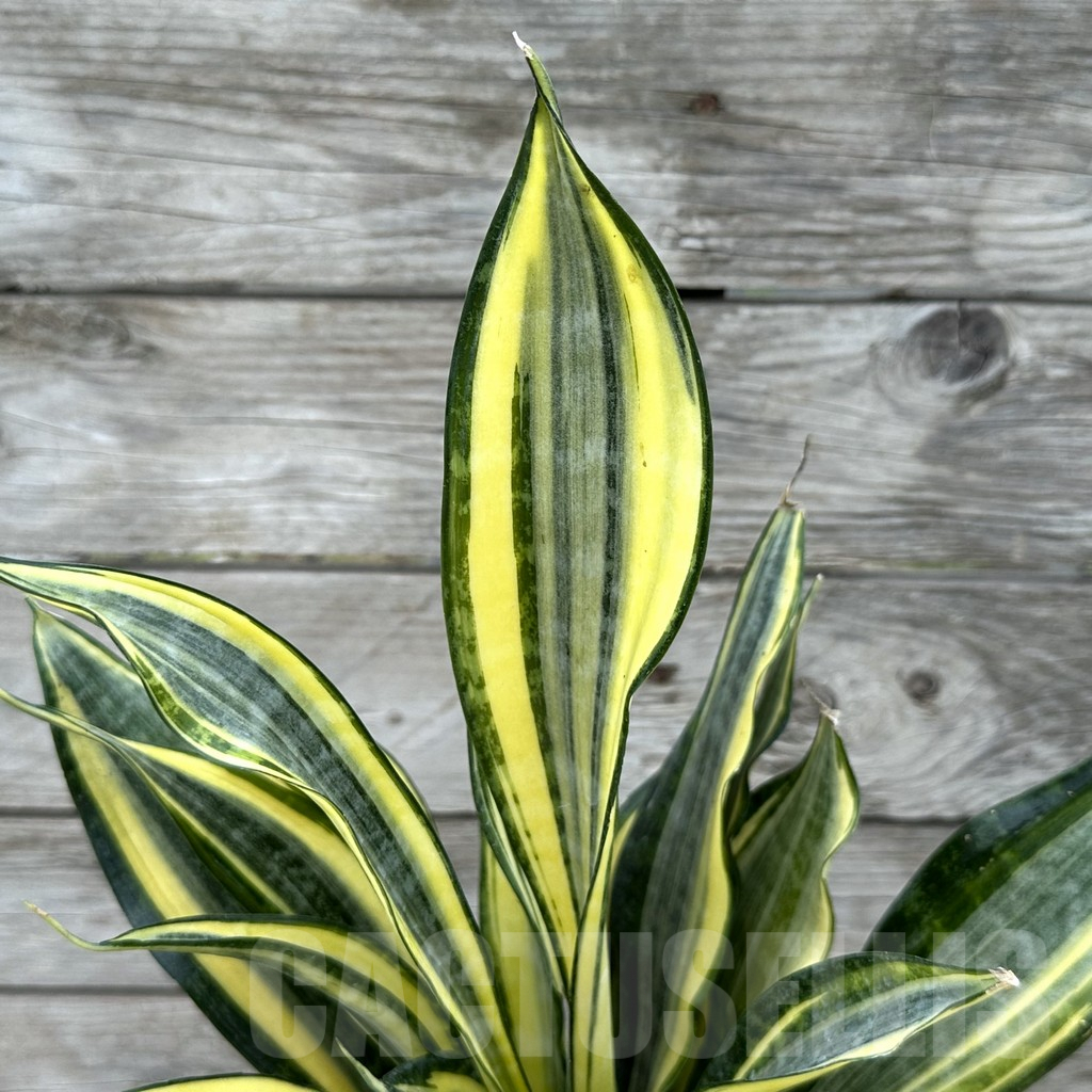 SHPR29028 Sansevieria ‘Gold Banner’